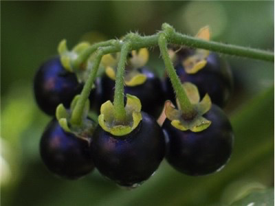 Wonderberry