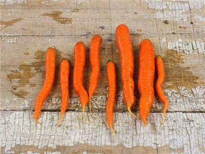 Little Finger Carrot