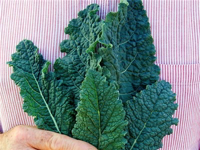 Nero Di Toscana Cabbage