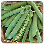 Green Arrow Shell Pea