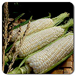 Sugar Pearl Fl Corn