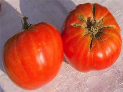 Delicious Tomato