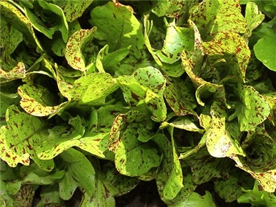 Flashy Butter Gem Lettuce