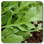 Wild Arugula