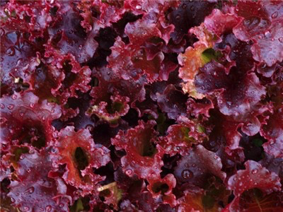 Lollo Rossa Lettuce