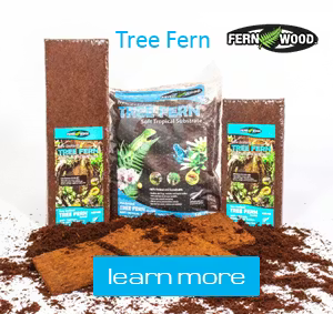 Acadian Supply Tree Fern