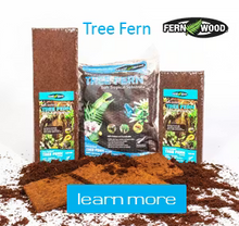 Acadian Supply Tree Fern