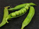 Lincoln Garden Pea