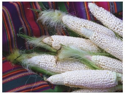 Country Gentleman Sweet Corn