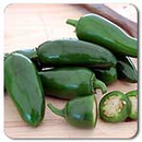 Early Jalepeno Pepper