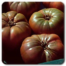 Cherokee Purple Tomato