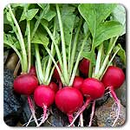 Cherrybelle Radish