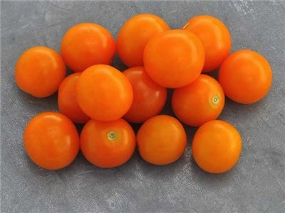 Sungold Select II Tomato