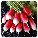 French Breakfast Radish
