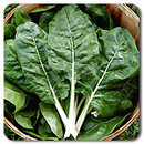 Fordhook Giant Chard