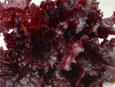 Merlot Lettuce