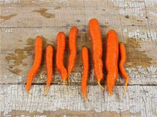 Little Finger Carrot