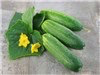 Straight Eight Cucumber