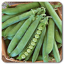 Green Arrow Shell Pea
