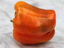 Orange Bell Pepper