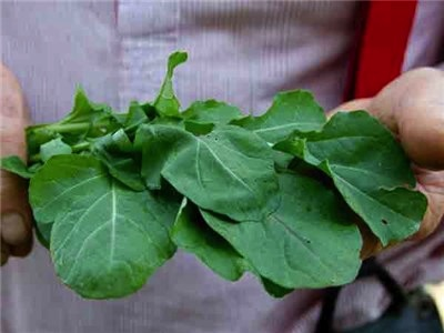 Arugula