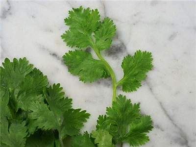 Cilantro, Slo-Bolt