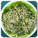 Organic Broccoli Blend Sprouts