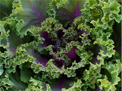 Ornamental Fringed Mix Kale
