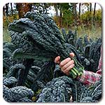 Lacinato Dinosaur Kale