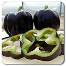 Purple Beauty Pepper