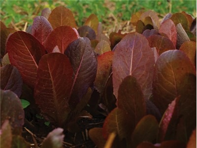 Cimmaron Lettuce