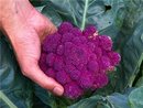 Purple of Sicily Cauliflower