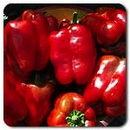 King Of The North Bell Pepper