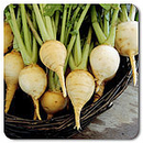 Golden Globe Turnip