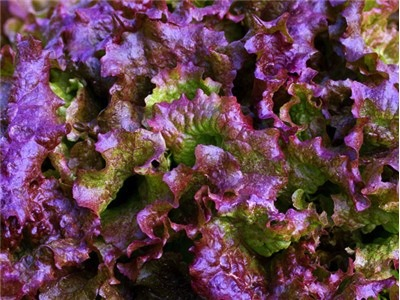 Sunset Lettuce