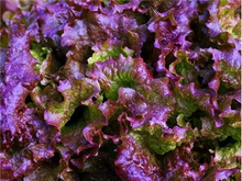 Sunset Lettuce