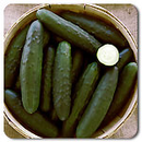 Marketmore 76 Cucumber
