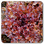Red Salad Bowl Lettuce