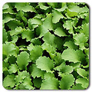 Green Wave Mustard Greens