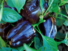 Purple Beauty Pepper