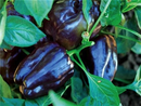 Purple Beauty Pepper
