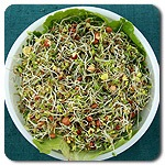 Organic Spicy Salad Sprout Mix