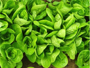 Little Gem Lettuce
