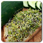 Organic Broccoli Sprouts