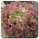 Lolla Rossa Letttuce