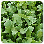Astro Arugula