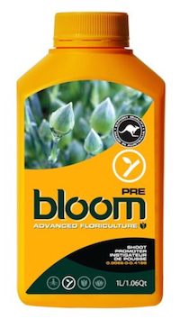 BLOOM PRE QT