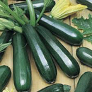 Zucchini Black Beauty Squash