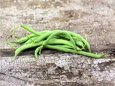 Contender (Buff) Valentine Bush Bean