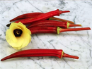 Jing Orange Okra
